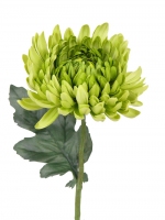 Bolchrysant, 35 cm groen